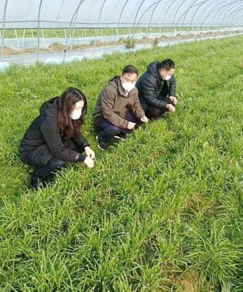 清流蔬菜价格实时更新，最新价格表一览