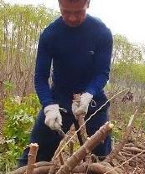 探索神秘植物木薯的奥秘之旅