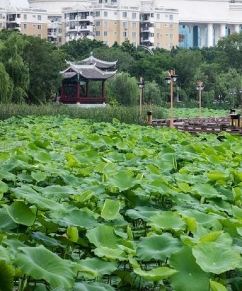 开化荷塘生态美景与人文魅力探寻，新闻头条不容错过