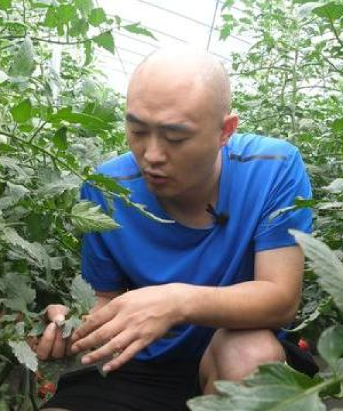 河南尿素今日价格走势，最新动态与深度分析