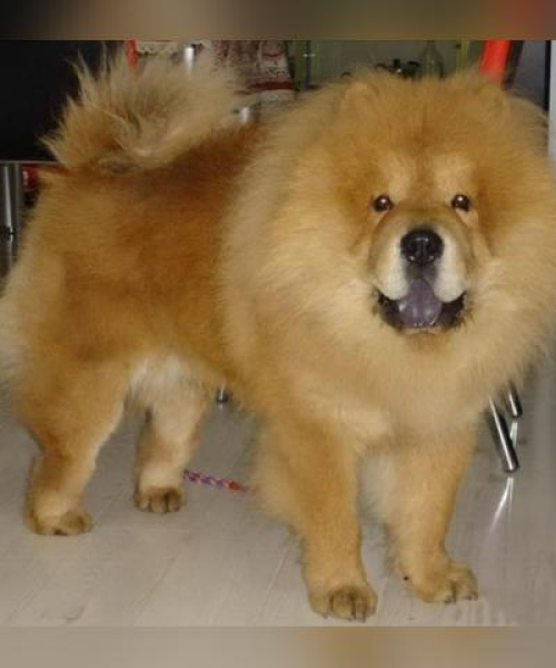 世界名犬智商大解密，犬类智慧排名与智慧之源探究