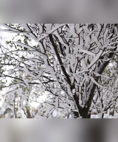 天台山雪景惊艳亮相，最新消息抢先看！