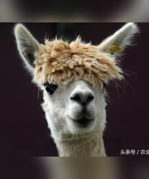 马肉价格今日动态，市场走势揭秘，影响因素及消费者反应一网打尽
