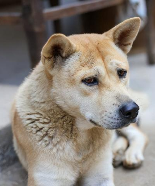 全球警犬明星排行榜，忠诚与勇气之典范