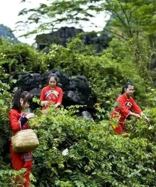永州瑶乡发展动态揭秘，崭新面貌引领时代潮流