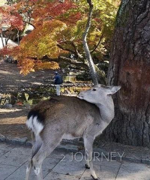 东京赏枫指南，最新红叶预测、赏枫胜地与最佳观赏时间探索