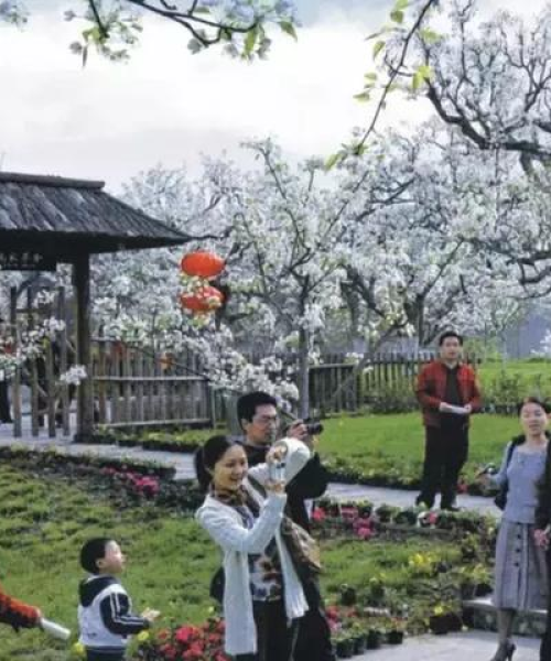 苍溪春日探秘，绝美风光之旅攻略