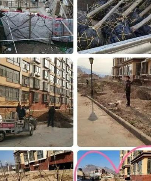 共建绿色家园，业主种菜新规出炉，共同守护社区生态环境