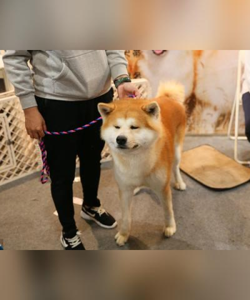 日本秋田犬，世界排名背后的忠诚与故事