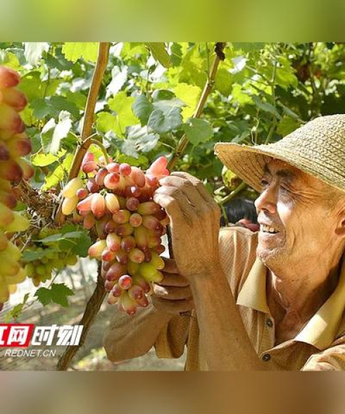 湘潭园艺公司排名及影响力深度解析