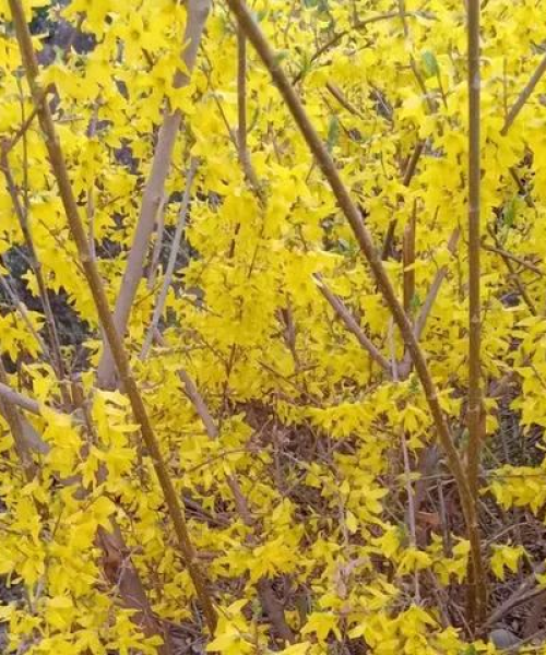 首尔春日赏花攻略，花开烂漫，城市魅力无限