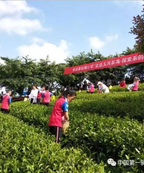 探秘采茶舞歌曲的魅力，百度旋律之美惊艳人心