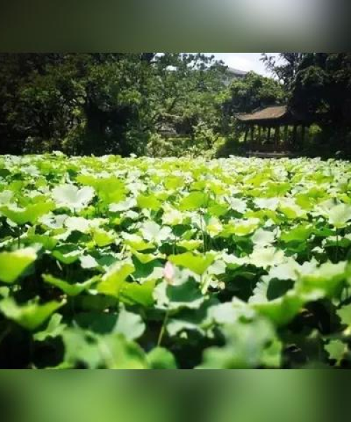 福州园林最新动态，今日头条新闻一览
