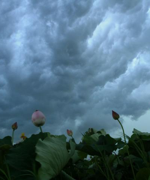 镇平今日暴雨倾盆，最新消息新闻大揭秘