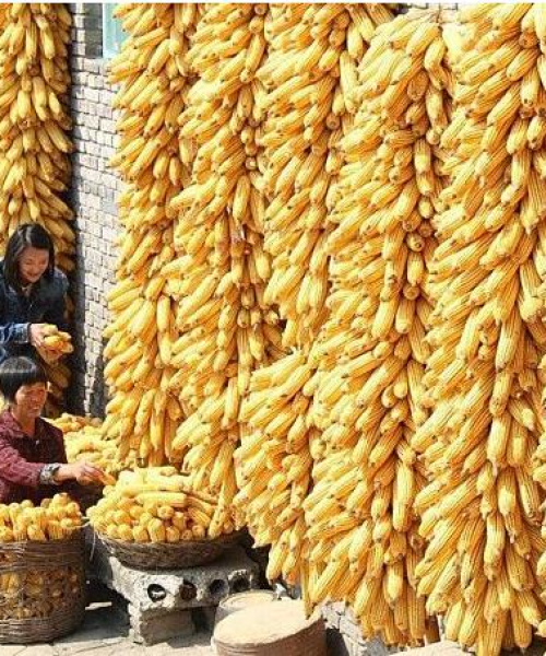 玉米今日行情走势分析及最新价格解读