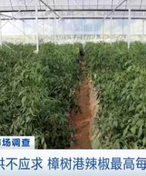 今日辣椒价格行情，最新消息、市场走势分析与预测