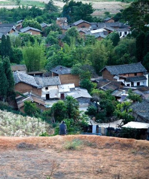 大树新闻头条，绿色传媒领航资讯新时代