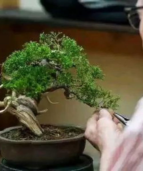 励志前行，善良老实人的智慧箴言