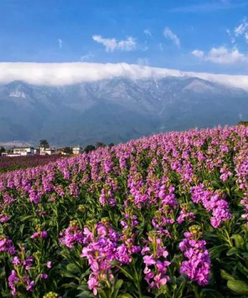 广东出发探秘云南，神秘彩云之南旅游攻略