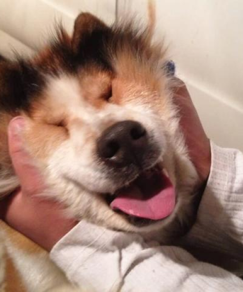 犬界霸主风采揭秘，凶猛排名前十的狗品种