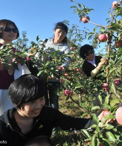 全球苹果价格大揭秘，地理差异与影响因素解析！