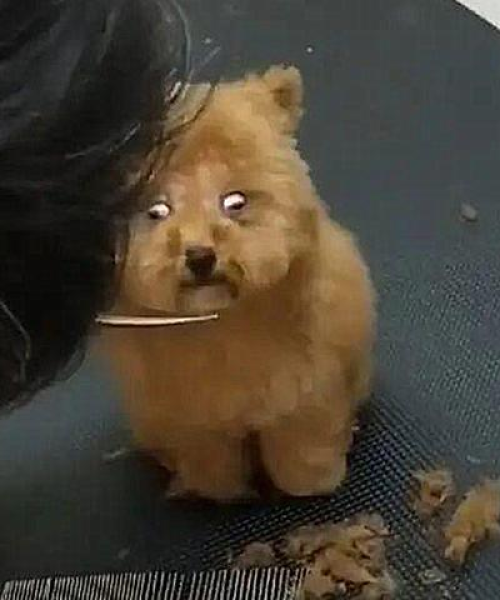 揭秘太迪修毛背后的秘密，真相让你不得不百度！
