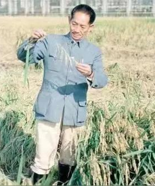 袁隆平，稻香传奇，世界瞩目的农业巨匠