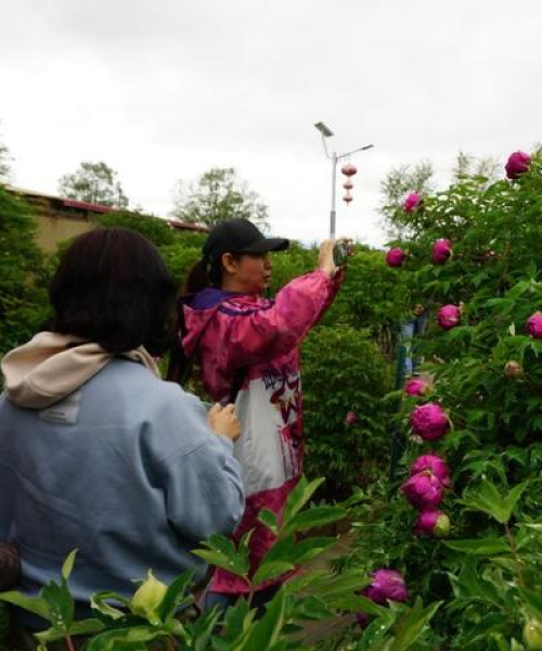 临洮牡丹之乡，醉美旅游攻略，带你领略独特风光