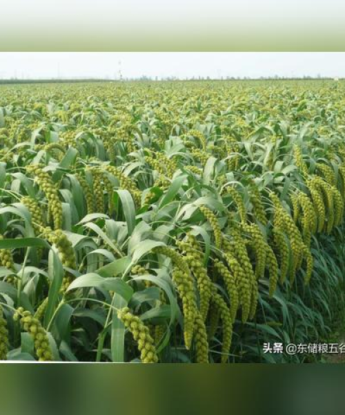 今日谷子价格走势揭秘，市场分析与预测报告出炉！