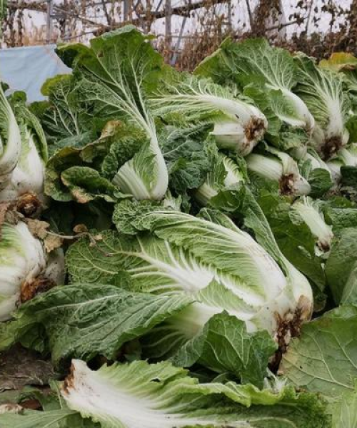 今日大白菜价格走势揭秘，最新报价及市场影响因素分析