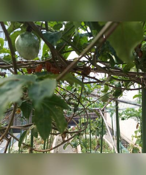 荔枝选购秘籍，最新攻略助你轻松挑选美味果实