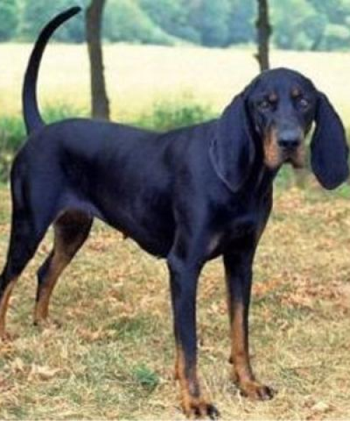 世界顶级斗犬荣耀排名榜，力量与荣耀的探寻