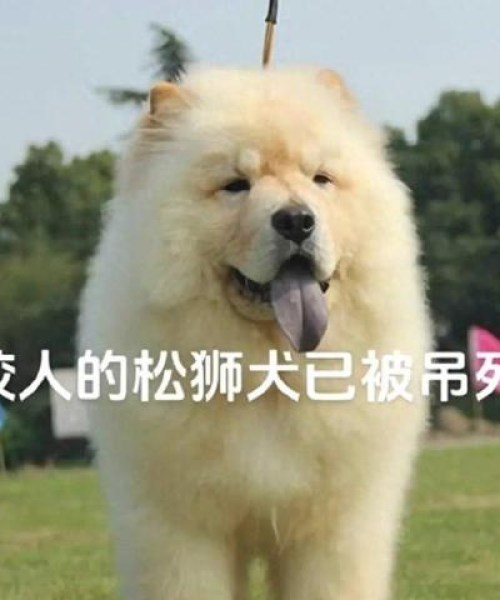 最新宠物小精灵攻略揭秘，成为训练大师的无尽奥秘探索！