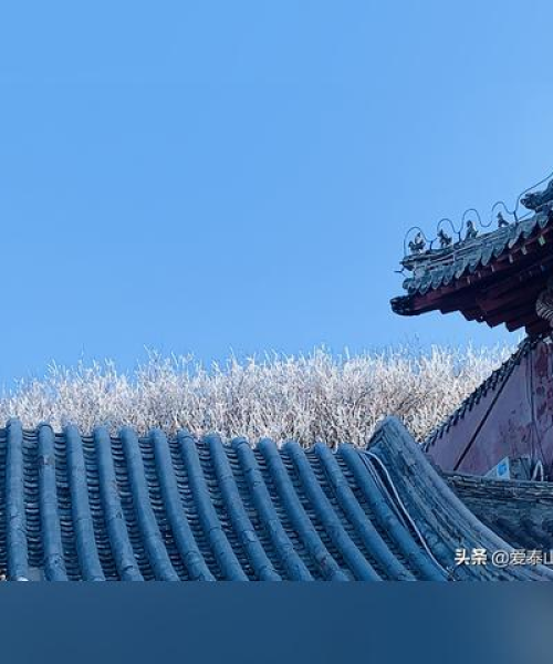 最新泰山攀登攻略视频，登顶壮丽之巅的详细步骤