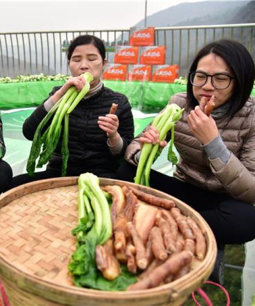 连州菜心公司排名及影响力深度解析