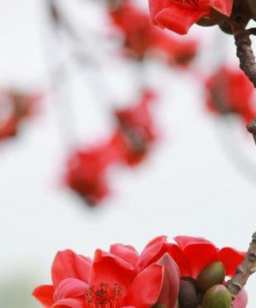 广东赏梅攻略，探索梅花之美，畅游花海之旅