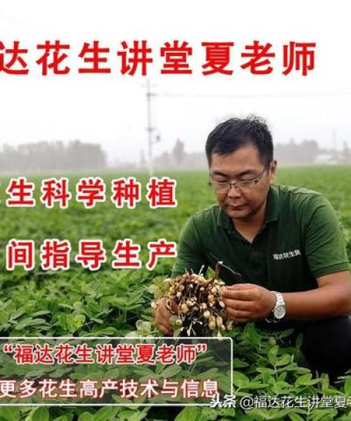 花生市场最新行情解析，实时报价助你洞悉市场动态