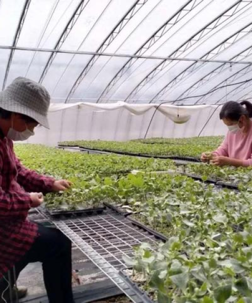 临沂蔬菜今日行情，最新价格、市场走势与影响因素深度解析