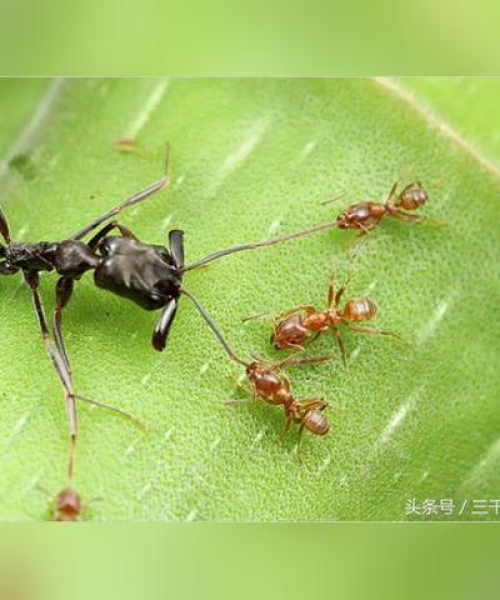 今日青蛙新闻热点，探索青蛙王国的最新动态速递