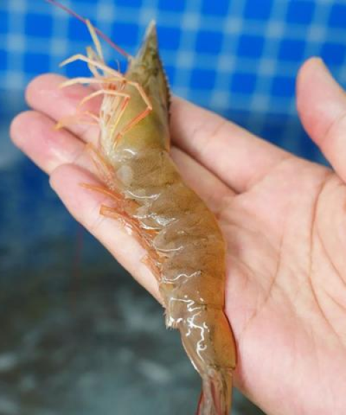 裕华海鲜菜最新价格行情公示——美食爱好者的必备指南