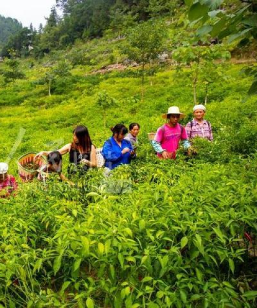 大坪乡旅游新闻热点揭秘，今日头条不容错过！