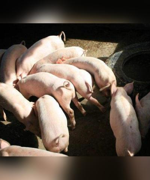 全球猪肉进口大国榜单揭秘，市场趋势背后的力量分析