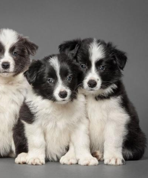 世界独特狗狗品种排名，魅力无法抗拒的稀有犬类盘点