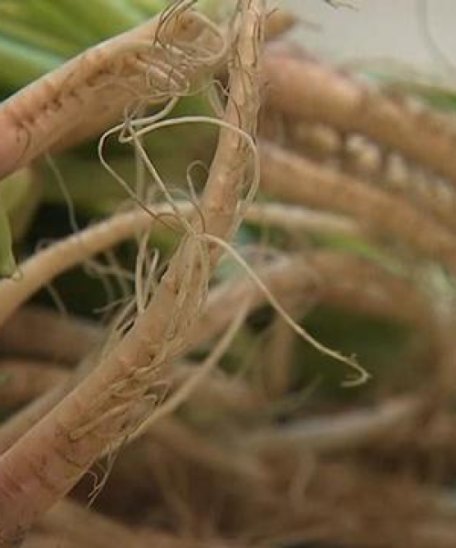 菠菜价格飙升背后的市场走势、原因揭秘及未来预测