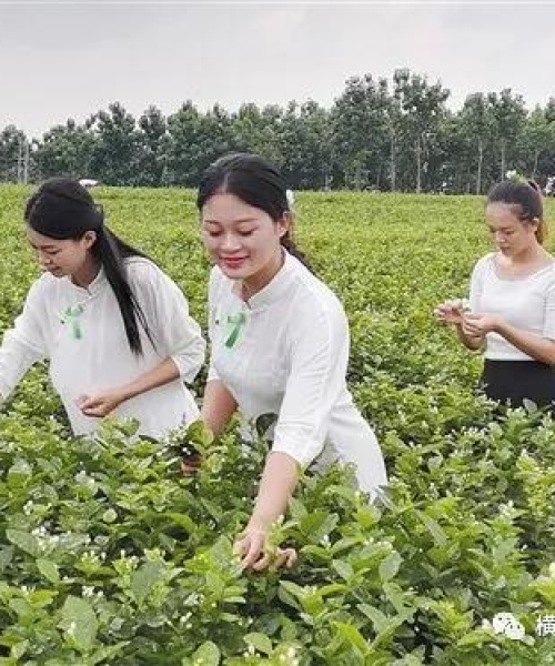 横县最新新闻头条，揭秘地方新闻的魅力及其重要性