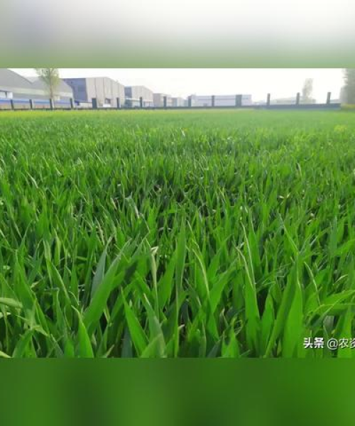 原阳玉米最新价格走势分析，今日市场行情一览