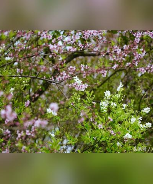 河南信阳鸡公山自然美景与历史文化探秘攻略