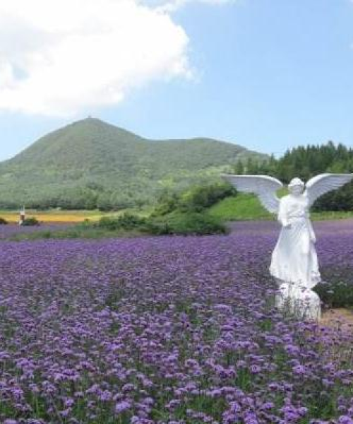 岗山花旅游攻略，探秘花海中的自然魅力