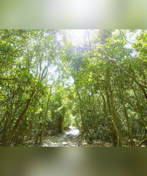 海南妹子独家攻略，揭秘海南岛的独特魅力！