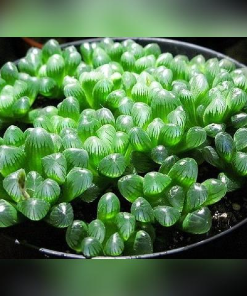 百度推荐，花卉多肉世界探索之旅，带你领略奇妙世界！